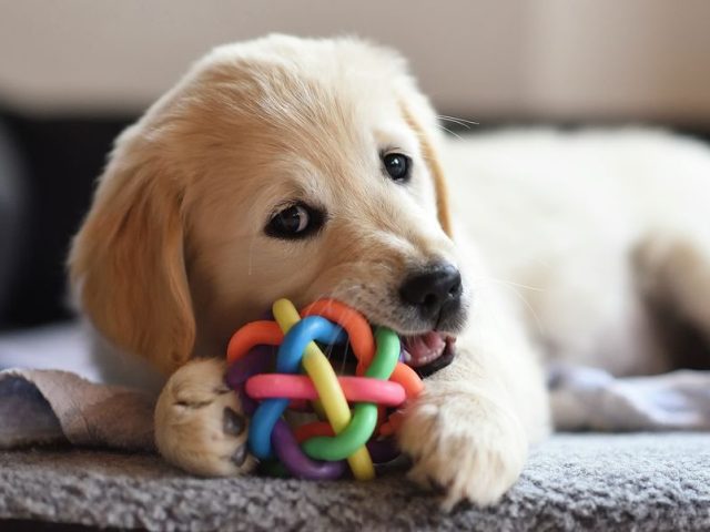 The Best Dog Toys You Can Buy On Amazon
