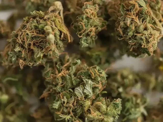 Choose the cleanest delta 8 flower with Verified Lab Results